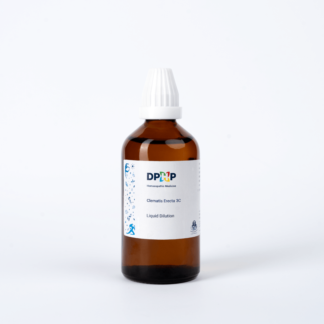 Clematis Erecta