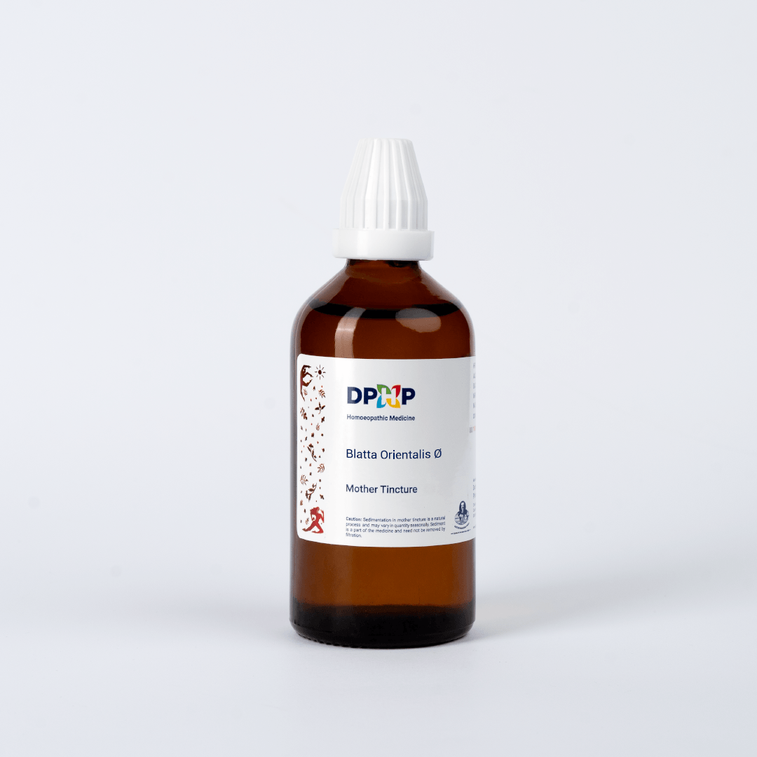 Blatta Orientalis  (MT)